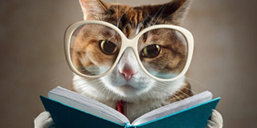 chat + livre 1200x600