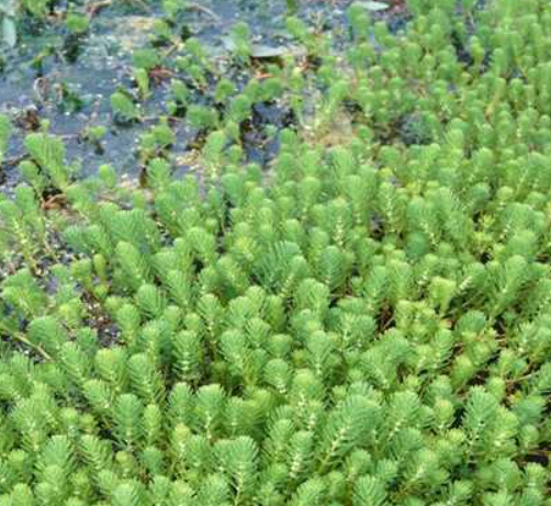 Le myriophylle du Brésil