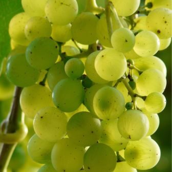 vinoferia-2