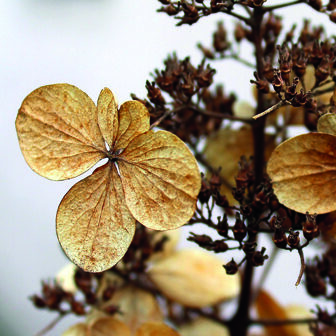 fleurs-seichees-336x336-copie